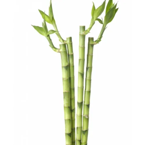 Bamboo: Lucky Bamboo Recto