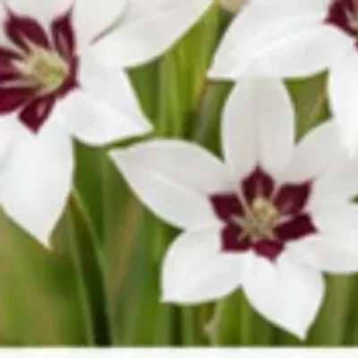 Bulbos: Acidanthera Bicolor
