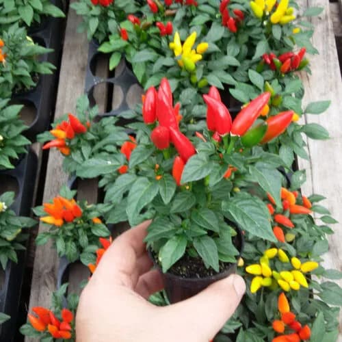 Plantines y plantas: Pimiento Varios Colores