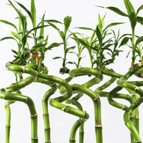 Lucky Bamboo Rulo