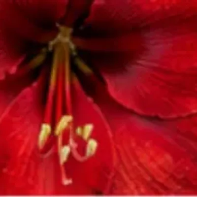 Amaryllis Deluxe