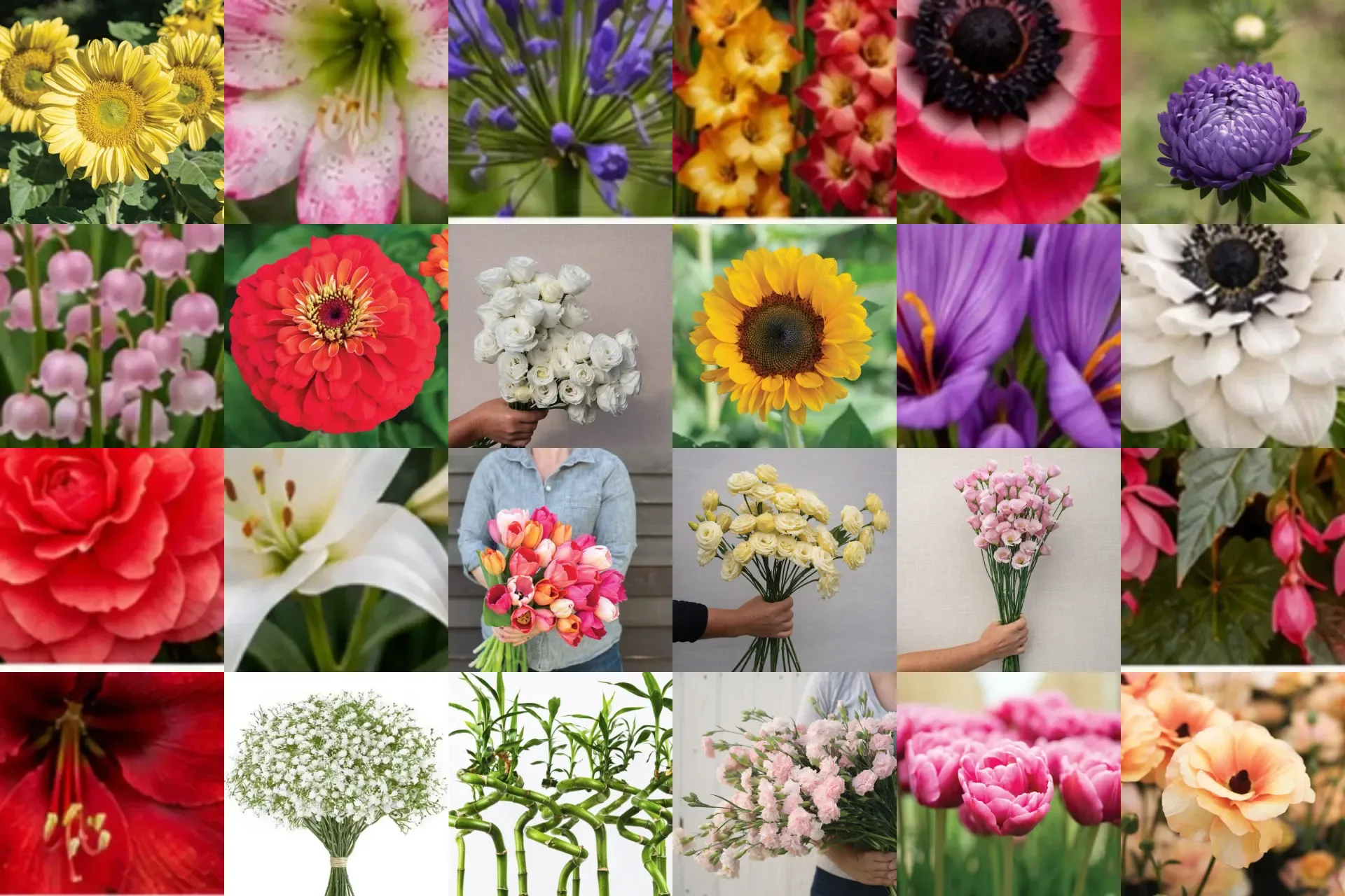 Variedades de flores, bulbos y plantines de Cangüi